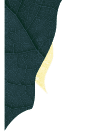 Feuille